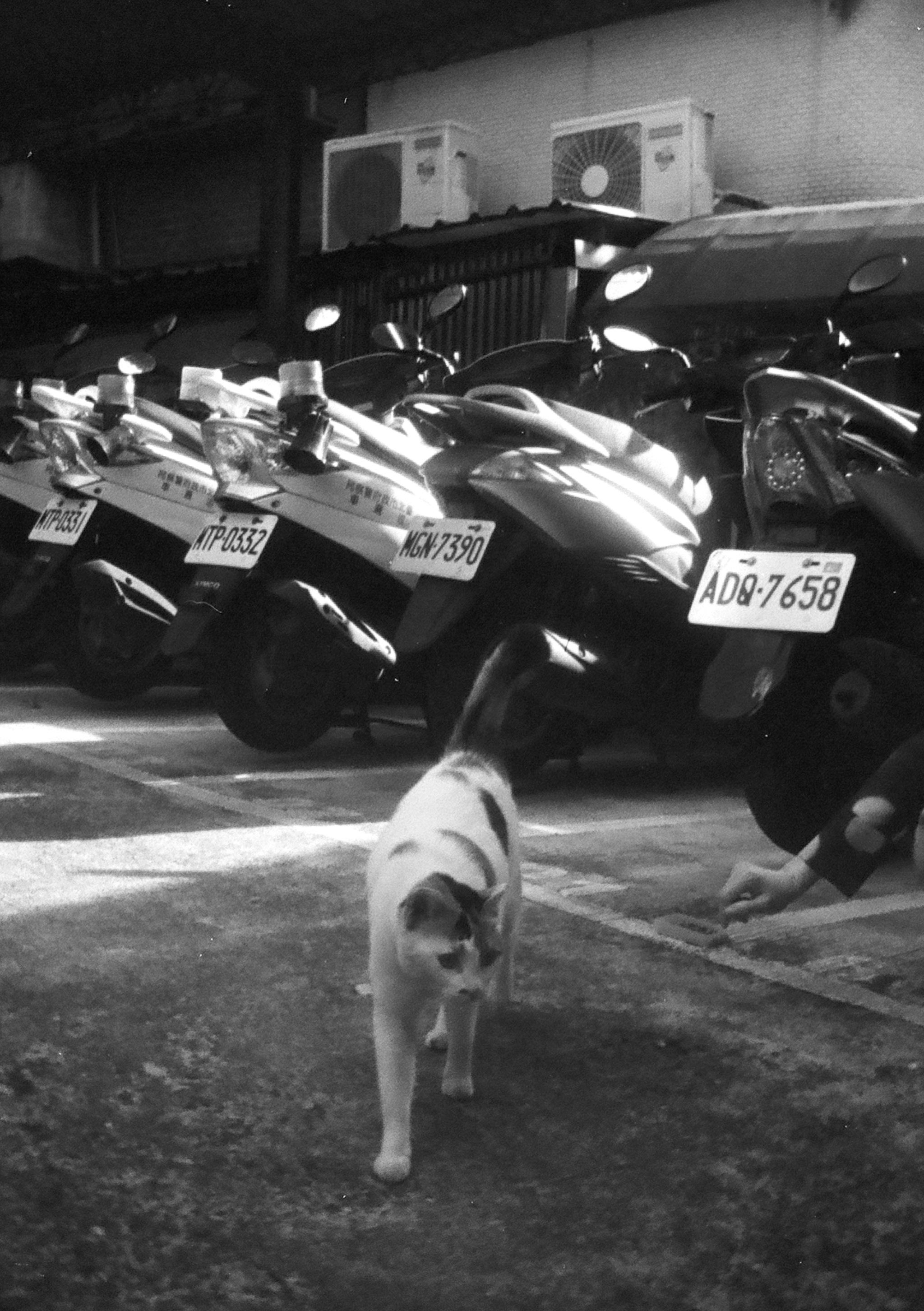 Cat walking in front of a row of scooters.