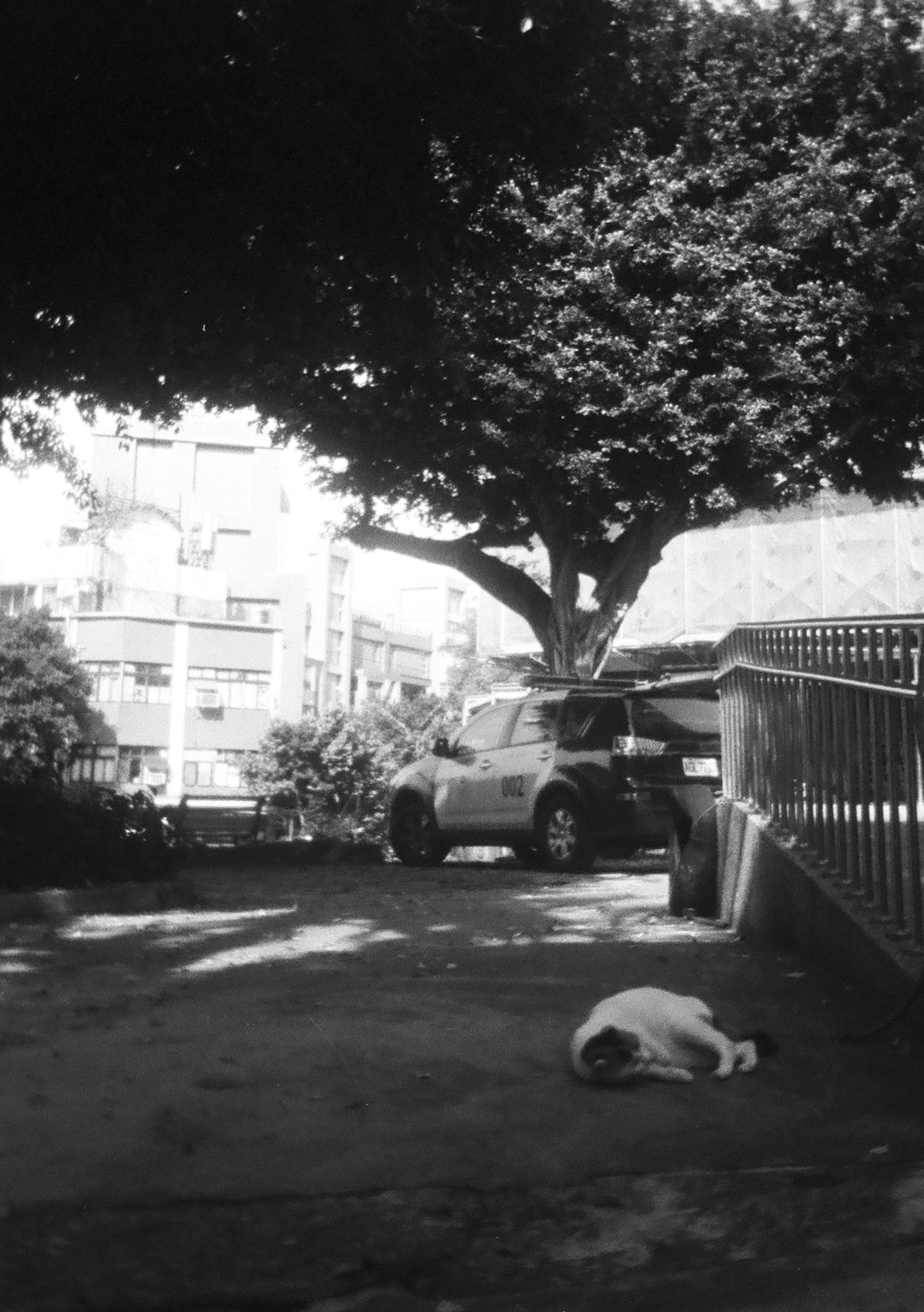 Cat sleeping on the ground outside on a sunny day under a tree.