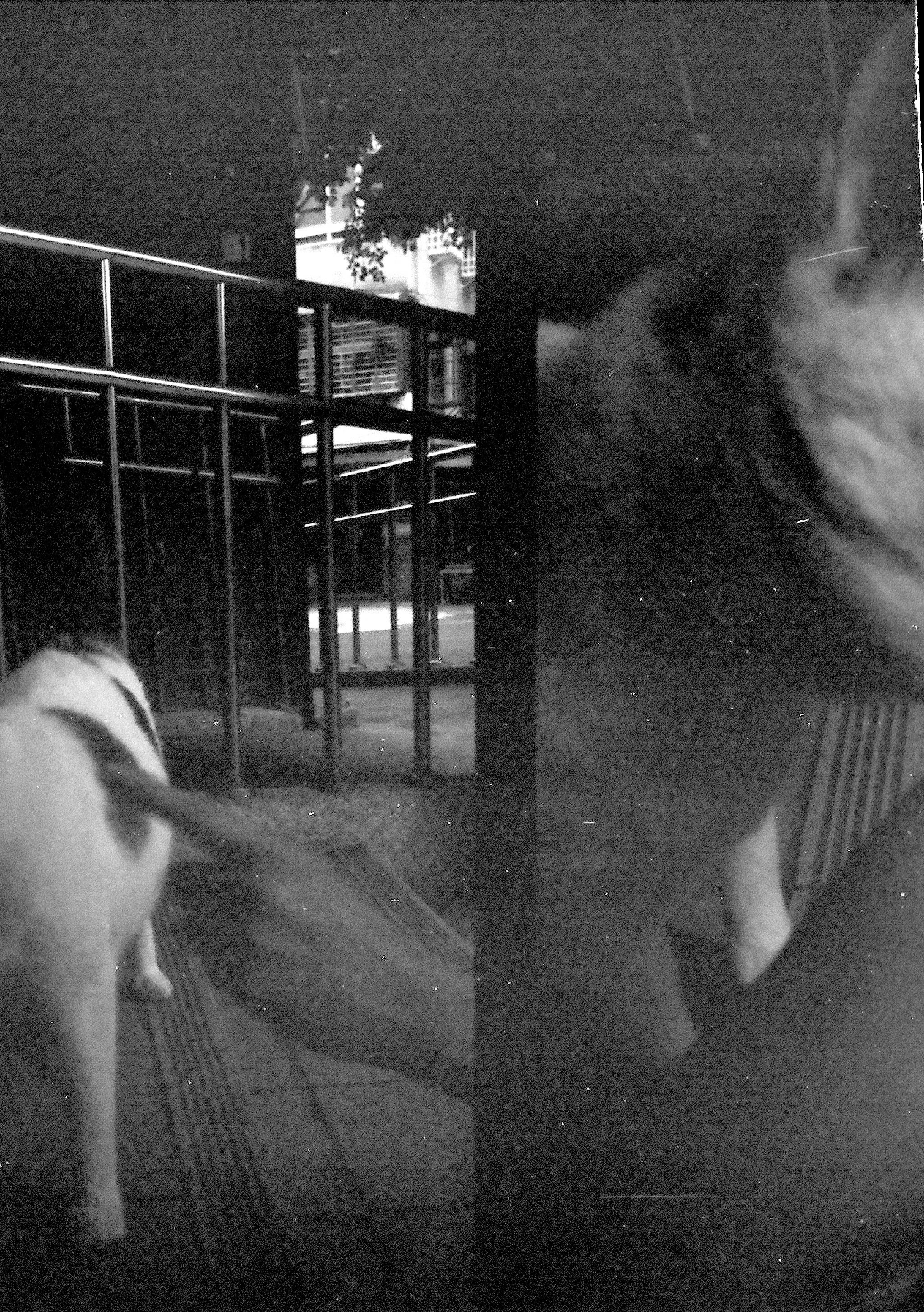 Split image of a hand touching a cat, and a blurred image of a cat.