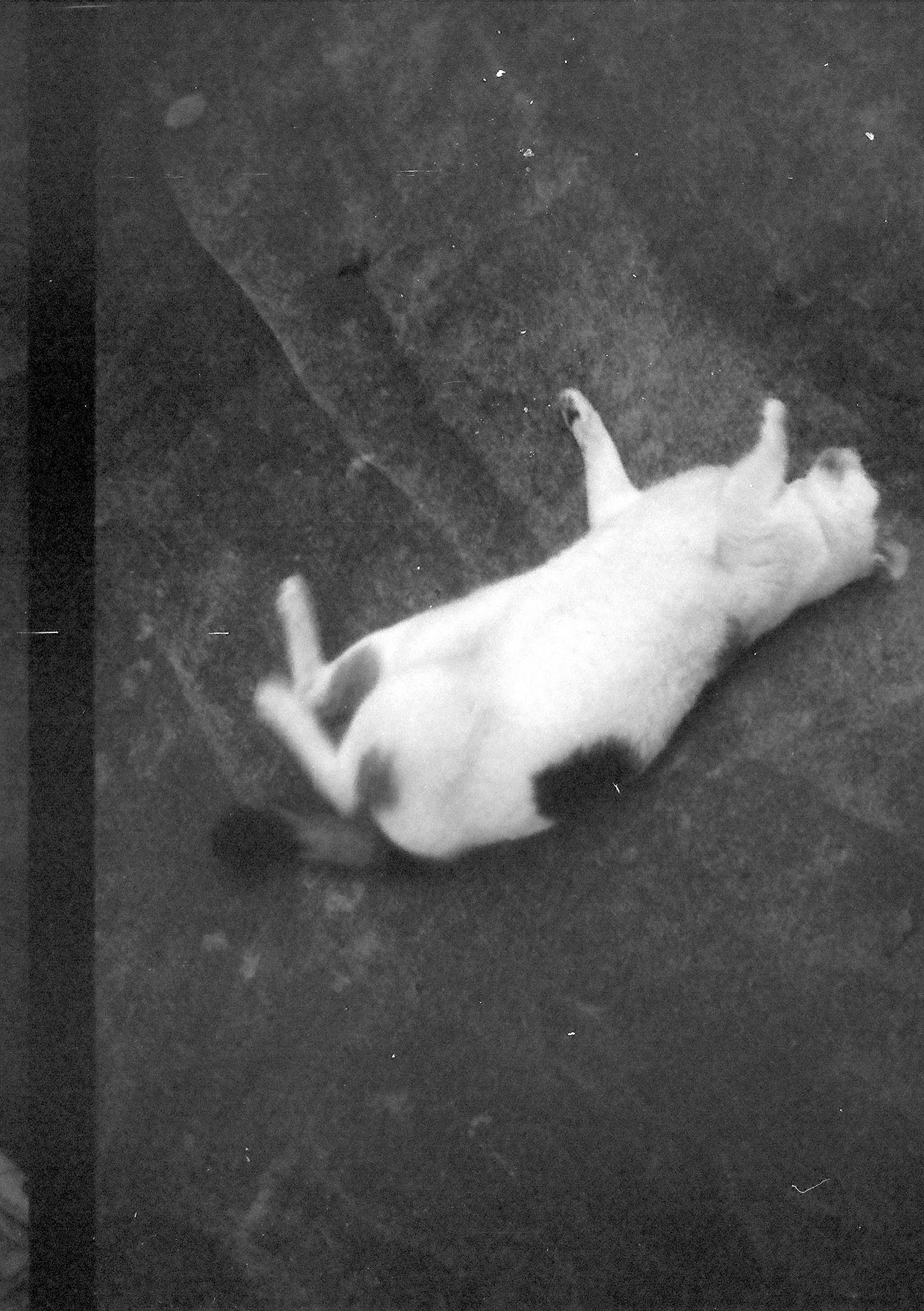 Cat rolling around on the ground.