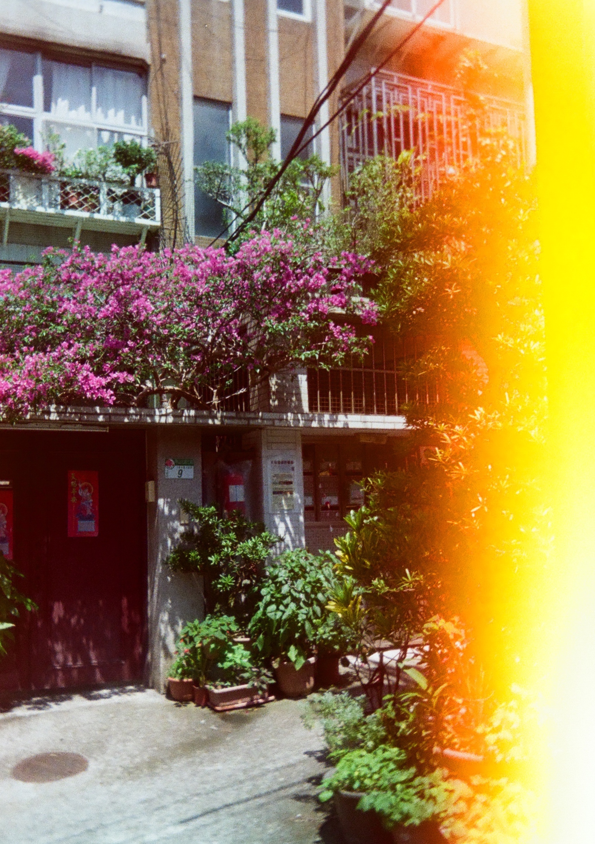 Light bleed on the right, flowers growing out of buildings and potted plants on the street.