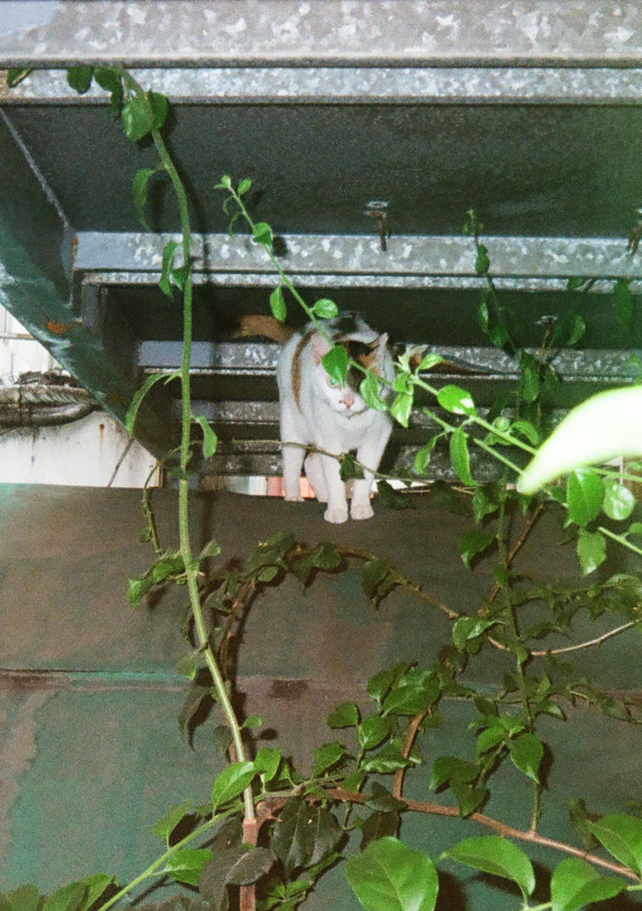 Cat standing between a tarp roof and a metal platform. Plants cover her face.