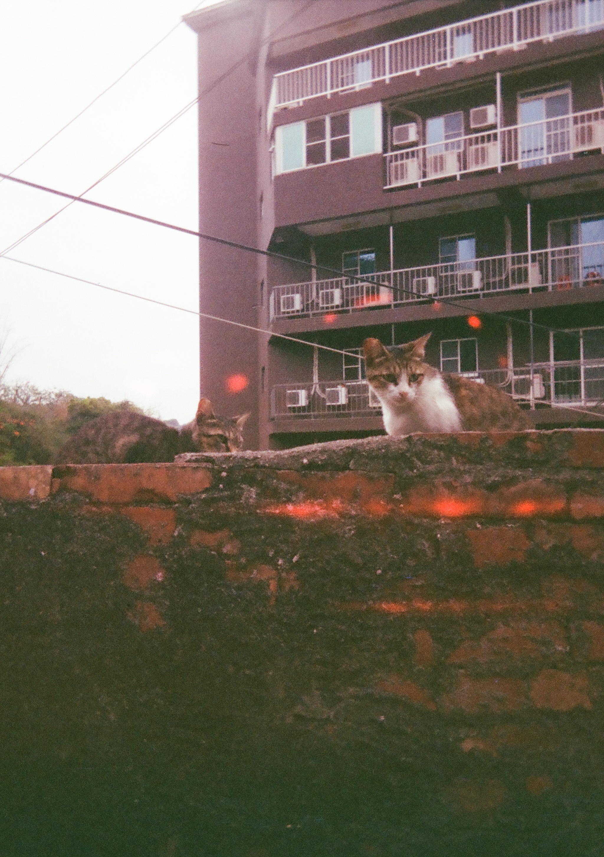 a cat on a brick wall