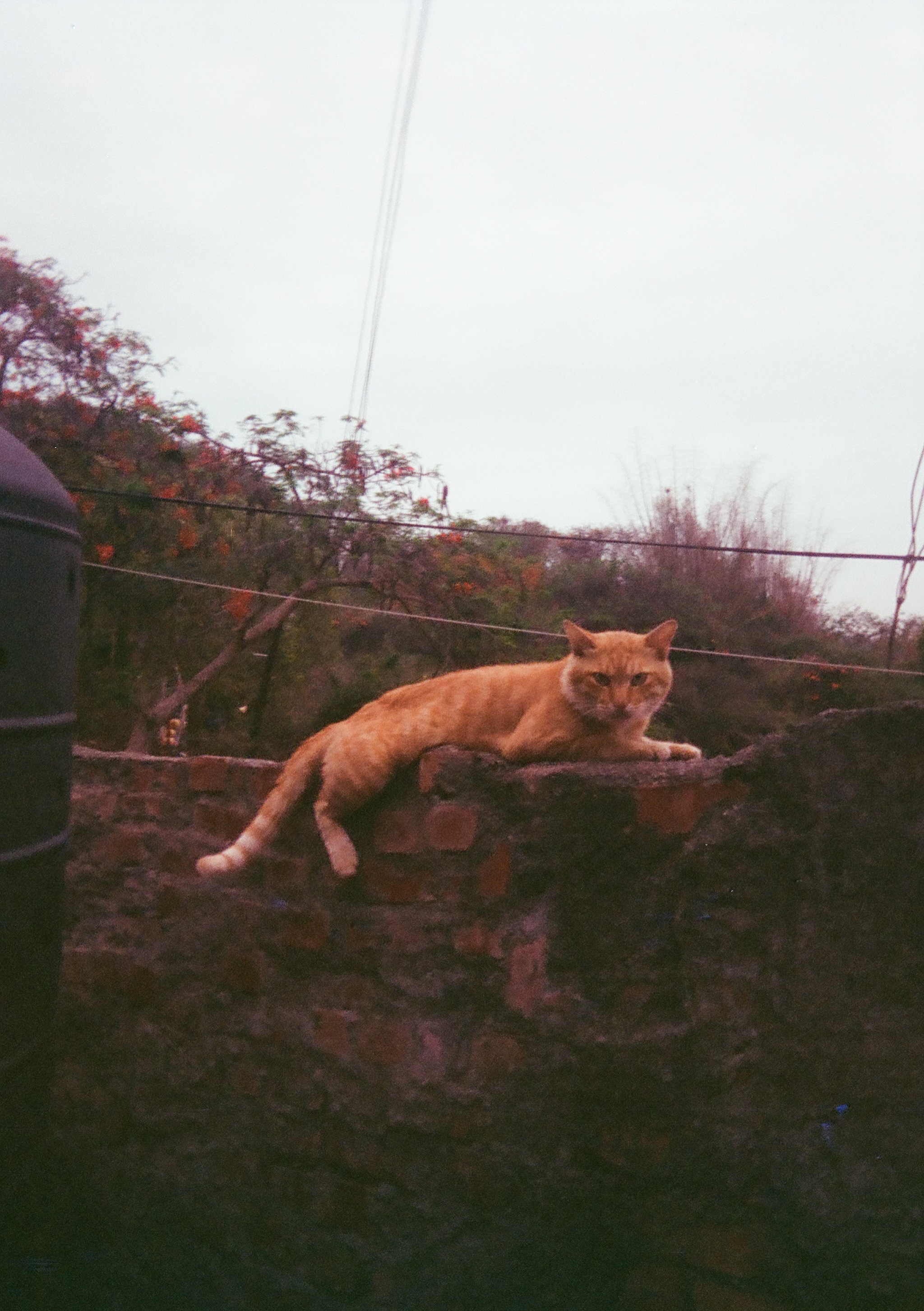 an orange cat lying on a brick wall