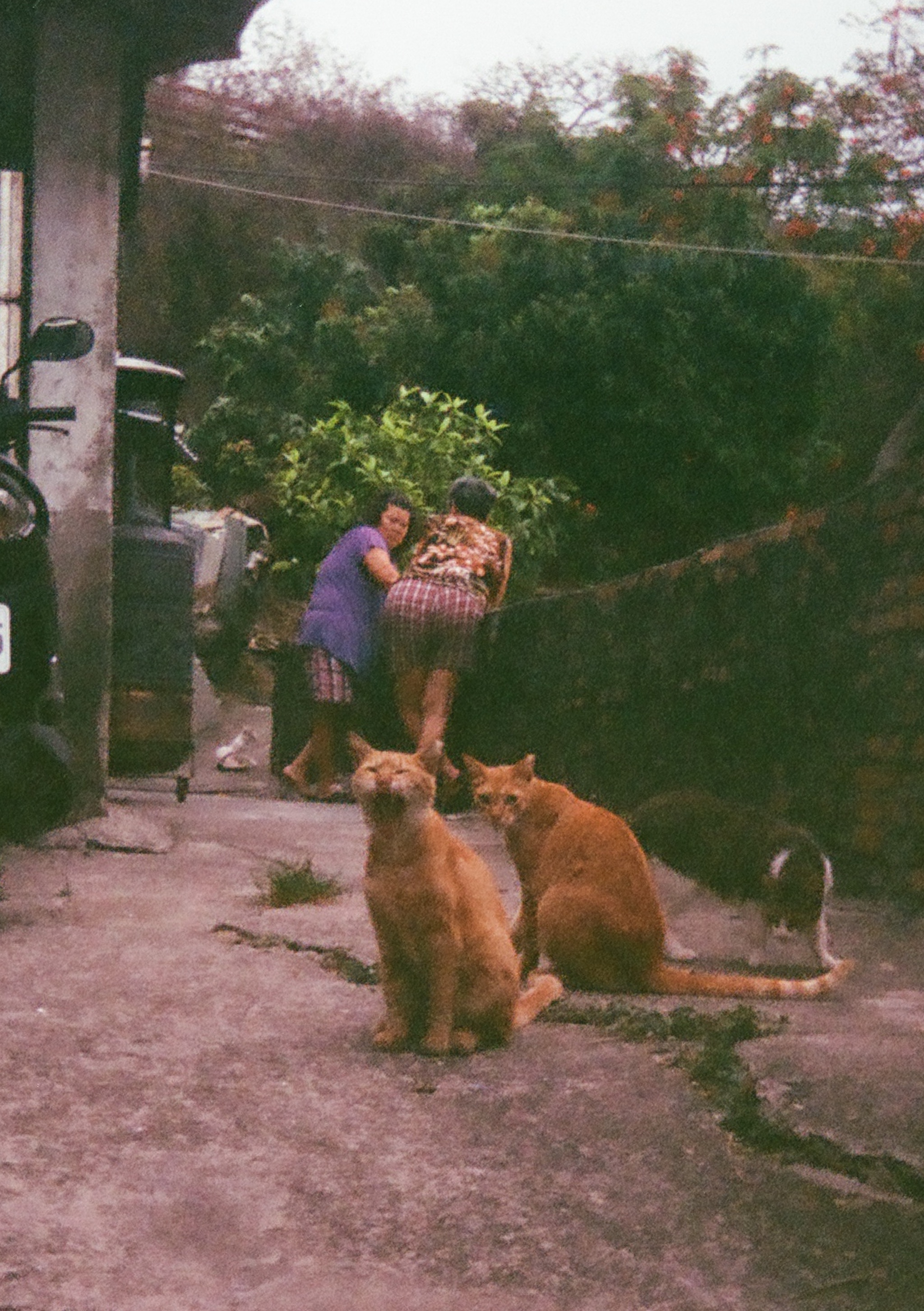 a group of cats sitting on a sidewalk, one yawning, and two women talking behind them
