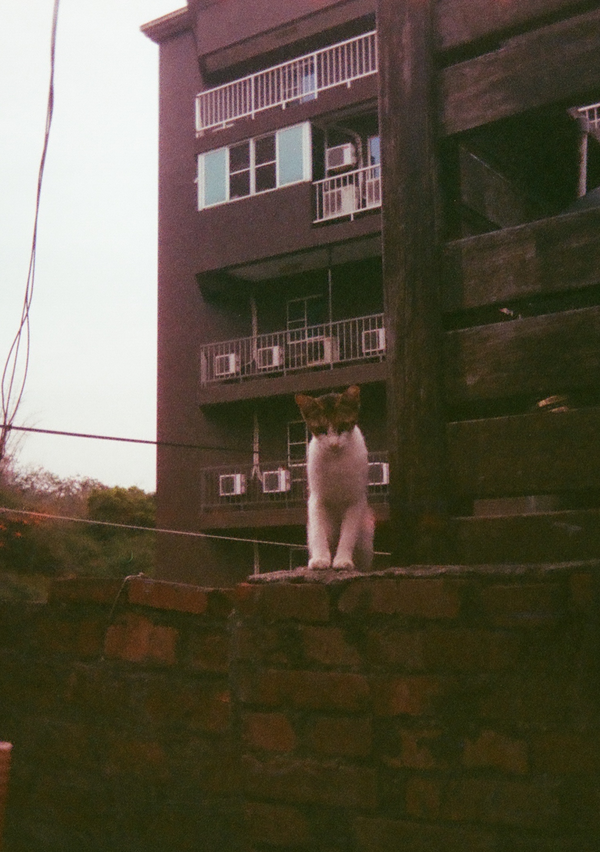 a cat sitting on a brick wall