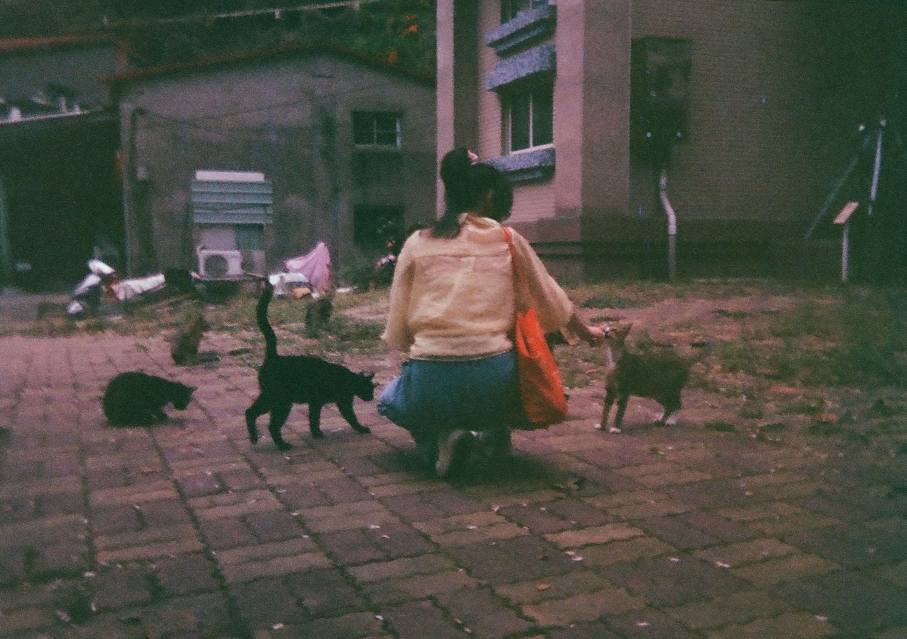 a person kneeling on a brick sidewalk feeding cats