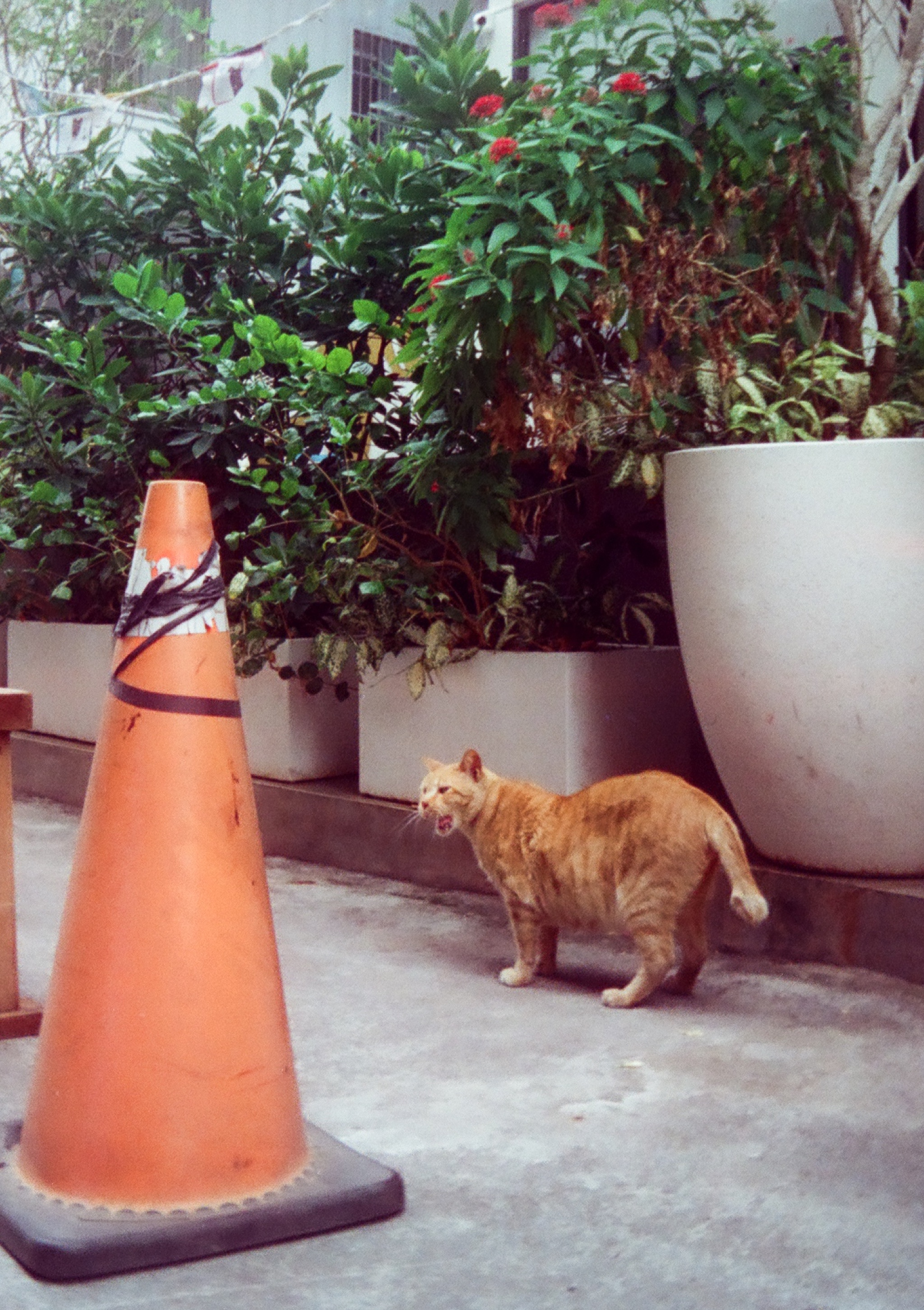 a cat standing next to a traffic cone with its mouth open wide