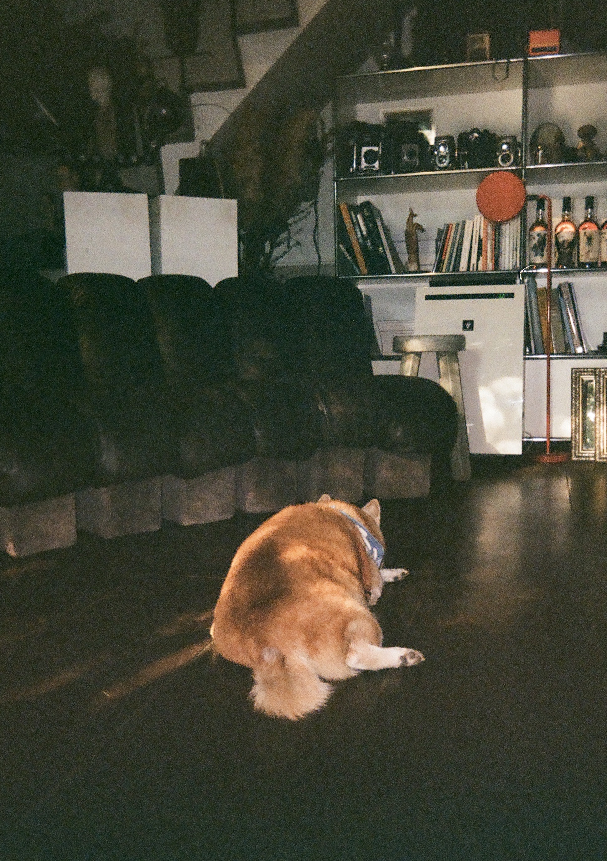 A shiba laying on the floor with its butt facing the camera in a furniture store