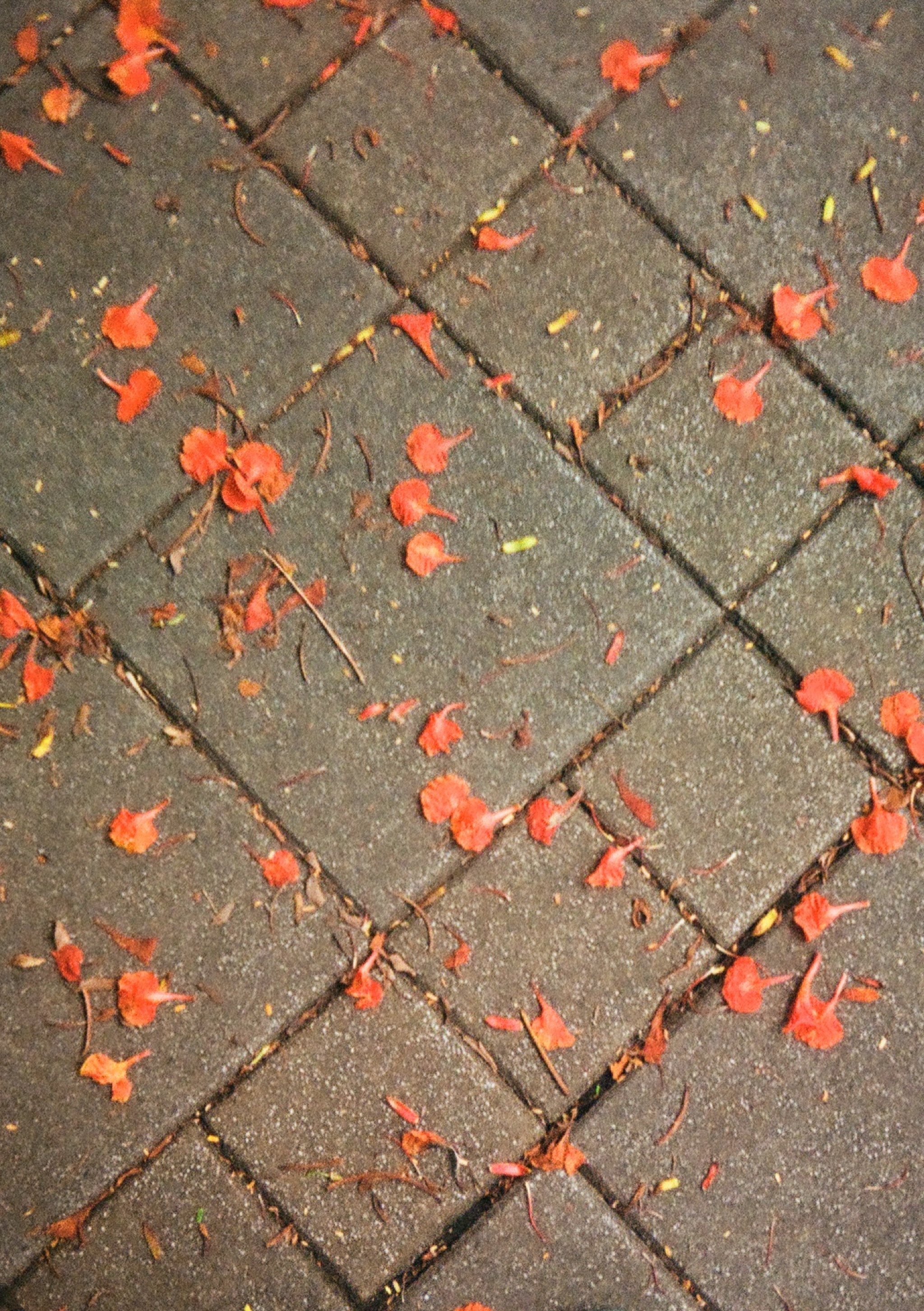 Flower pedals on the ground