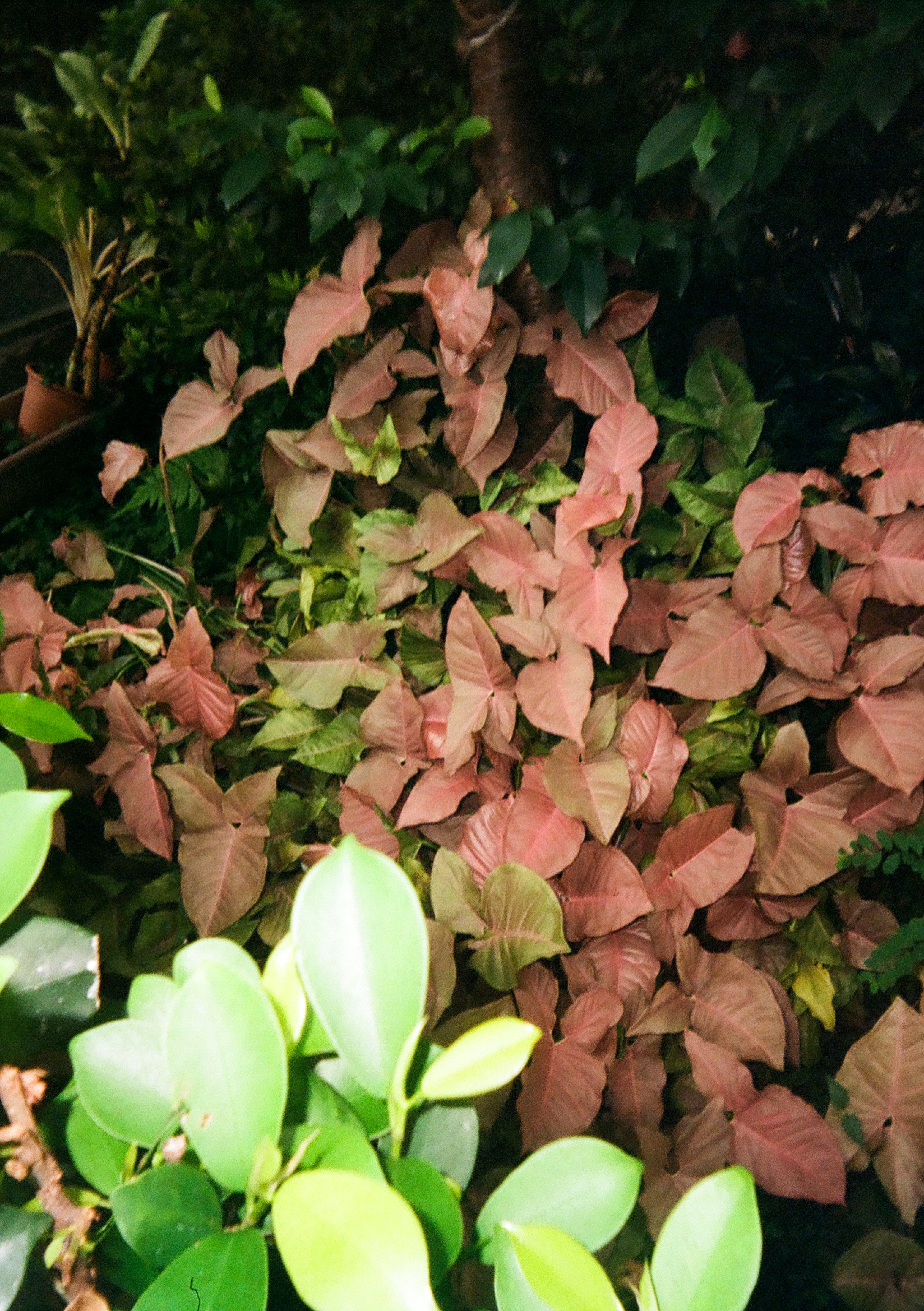 Plant and pink leaves