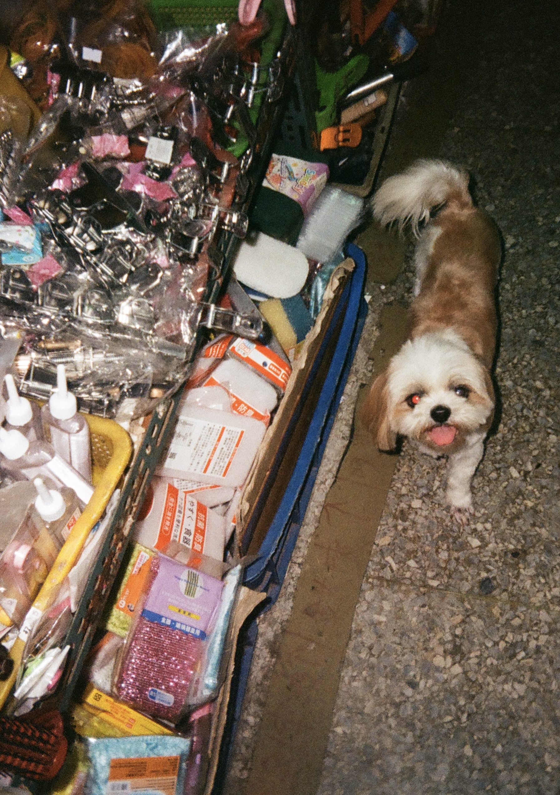A dog with its tounge out in a grocery store